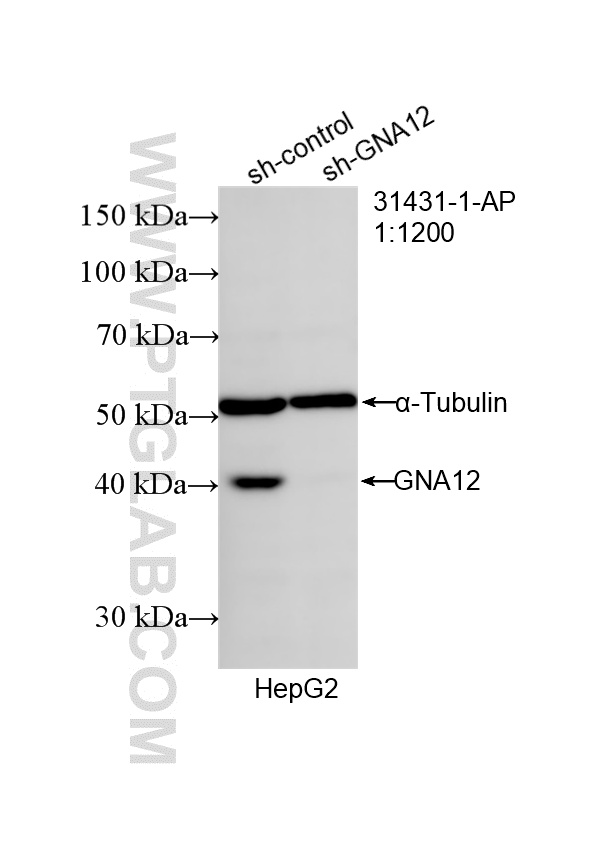 WB result of GNA12 antibody (31431-1-AP; 1:1200; incubated at room temperature for 1.5 hours) with sh-Control and sh-GNA12 transfected HepG2 cells. WB analysis of HepG2 using 31431-1-AP