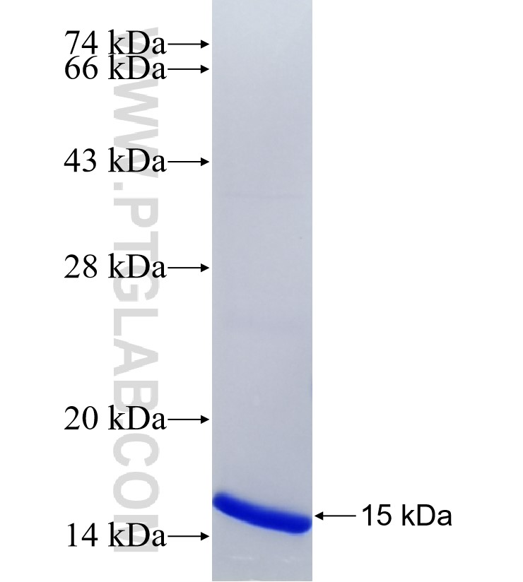 GNA12 fusion protein Ag35461 SDS-PAGE