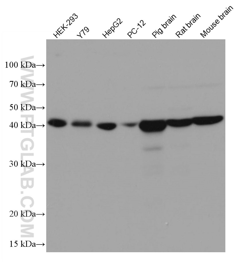 WB analysis using 67188-1-Ig