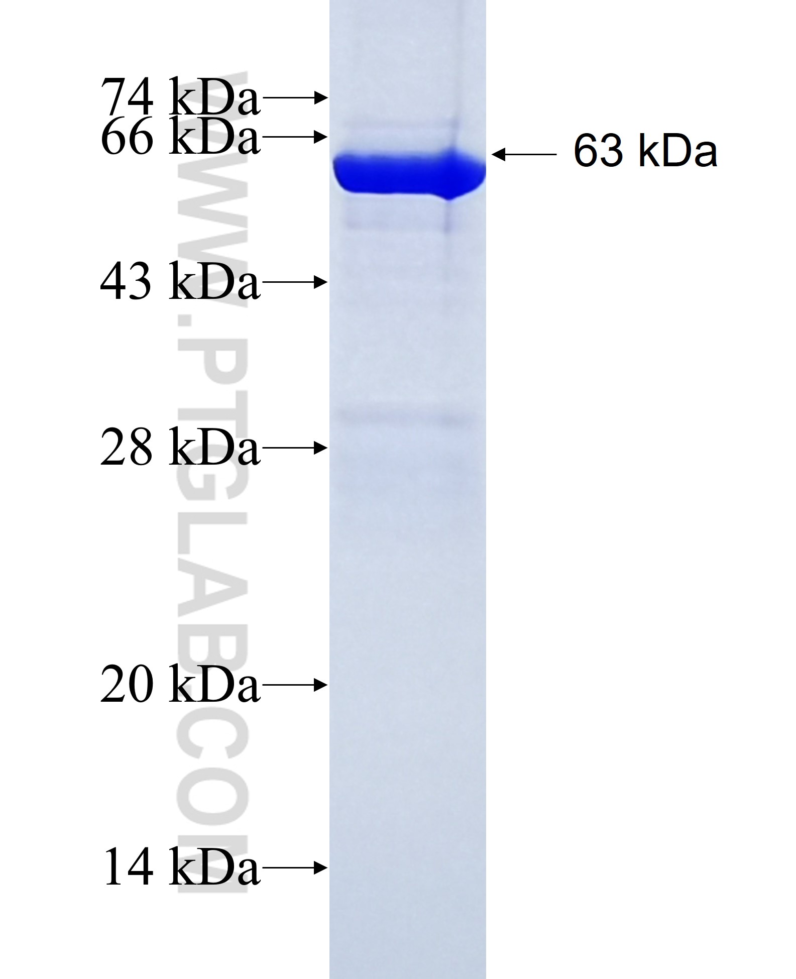 GNAI1 fusion protein Ag3290 SDS-PAGE