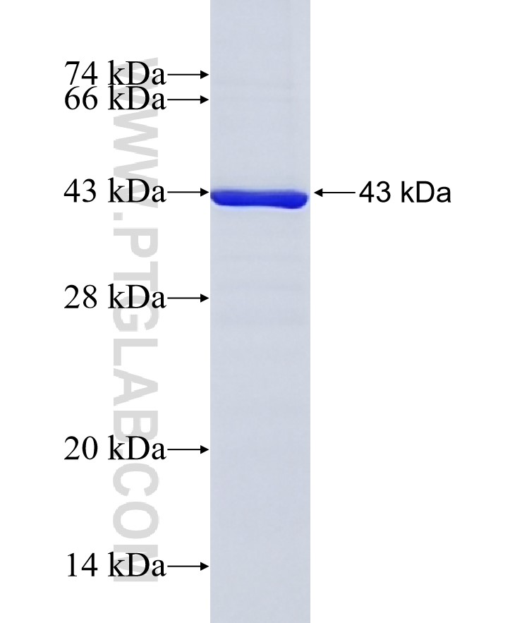 GNAI2 fusion protein Ag28560 SDS-PAGE