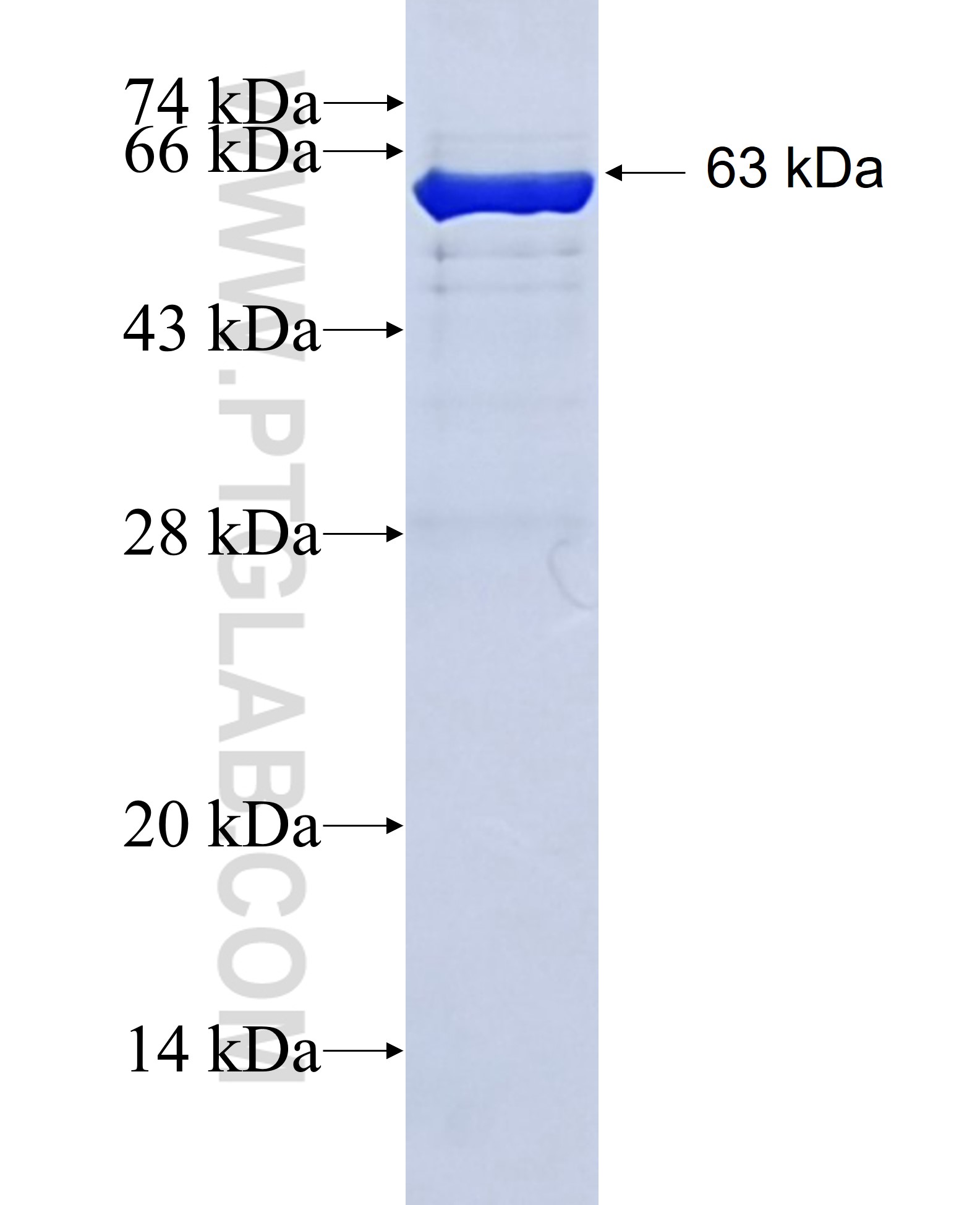 GNAI2 fusion protein Ag1597 SDS-PAGE