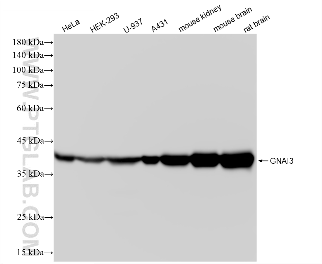 WB analysis using 88438-1-RR (same clone as 88438-1-PBS) WB analysis using 88438-1-RR (same clone as 88438-1-PBS)