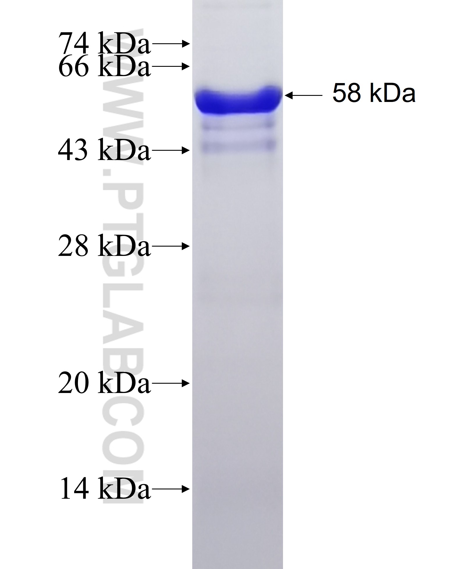 GNAO1 fusion protein Ag3330 SDS-PAGE