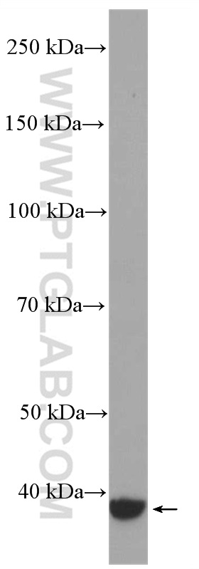 WB analysis of PC-12 using 27264-1-AP