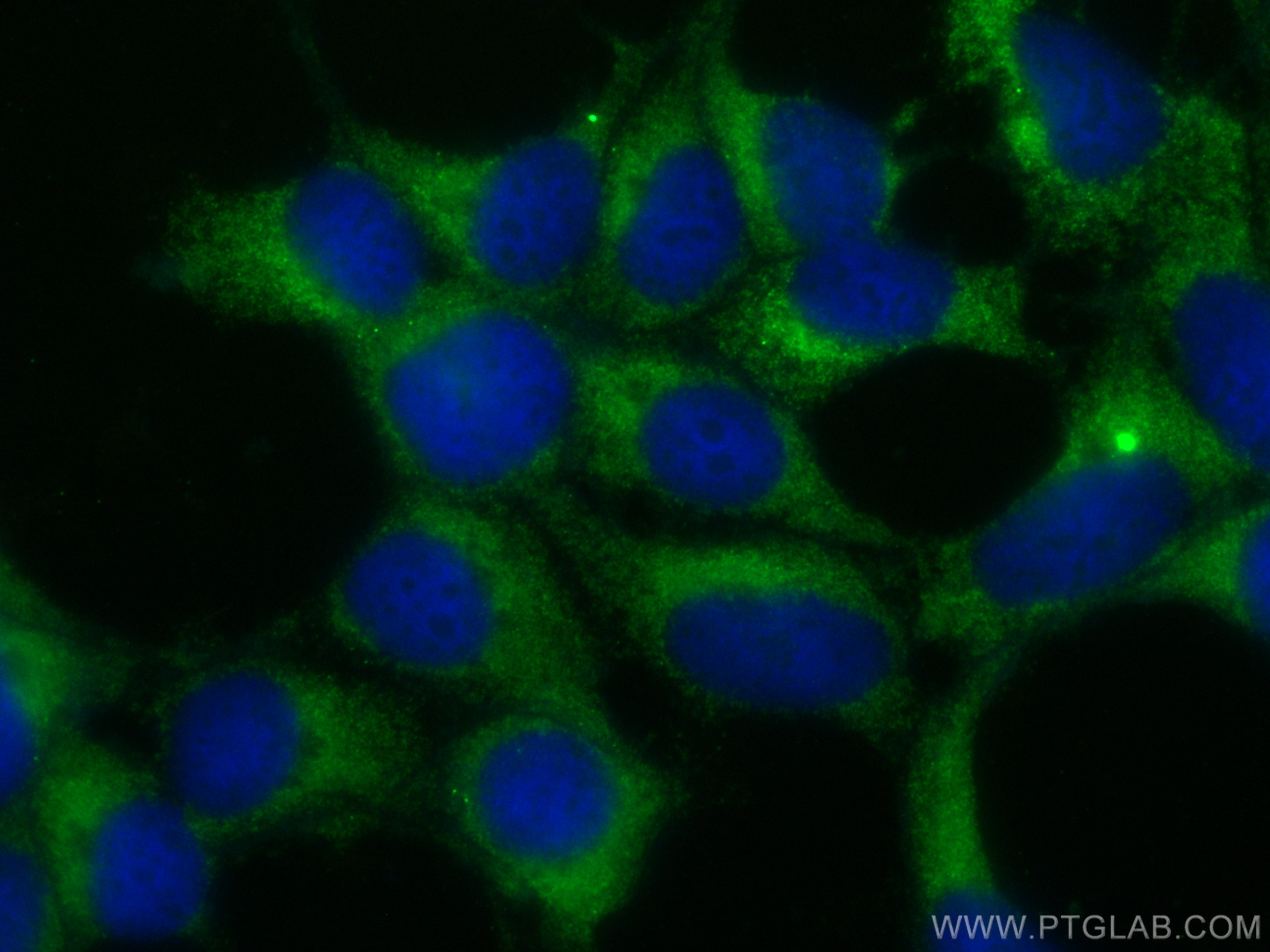 IF Staining of HEK-293 using CL488-13927