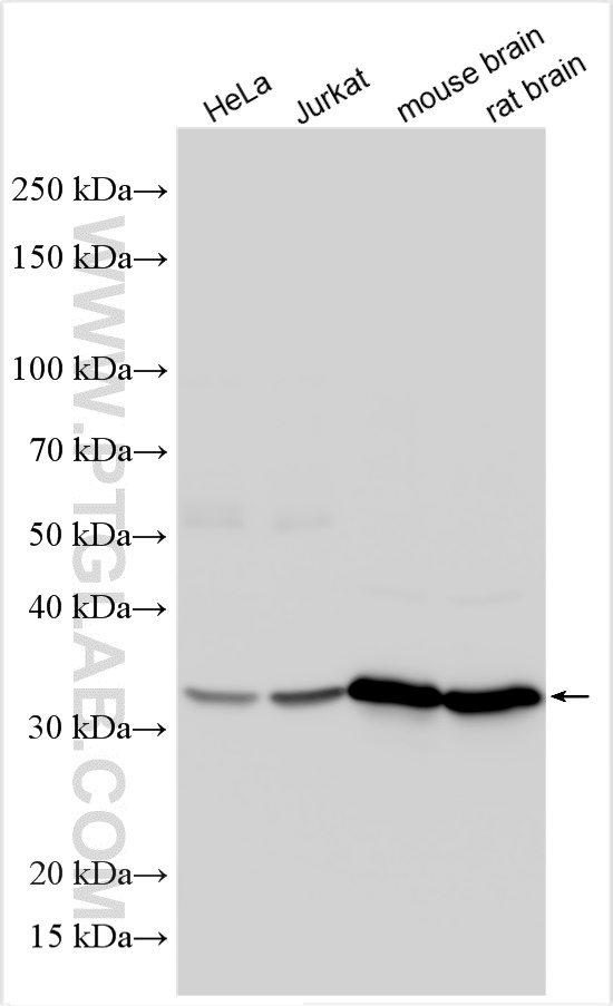 WB analysis using 10247-2-AP