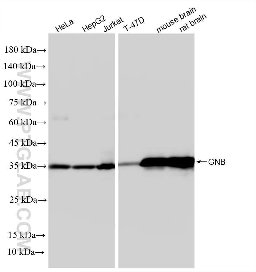 WB analysis using 87127-3-RR (same clone as 87127-3-PBS)