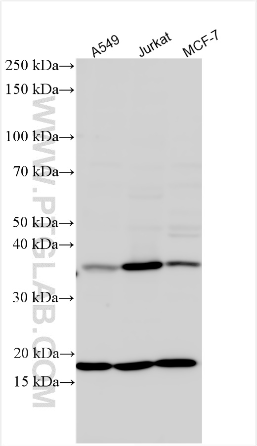 WB analysis using 26484-1-AP