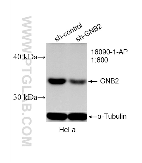 WB analysis of HeLa using 16090-1-AP WB analysis of HeLa using 16090-1-AP