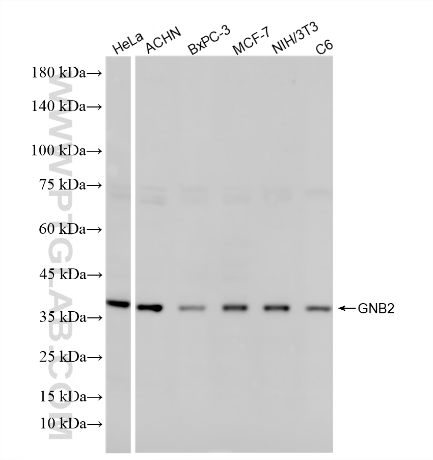 Various lysates were subjected to SDS PAGE followed by western blot with 86469-1-RR (GNB2 antibody) at dilution of 1:1000 incubated at room temperature for 1.5 hours. WB analysis using 86469-1-RR