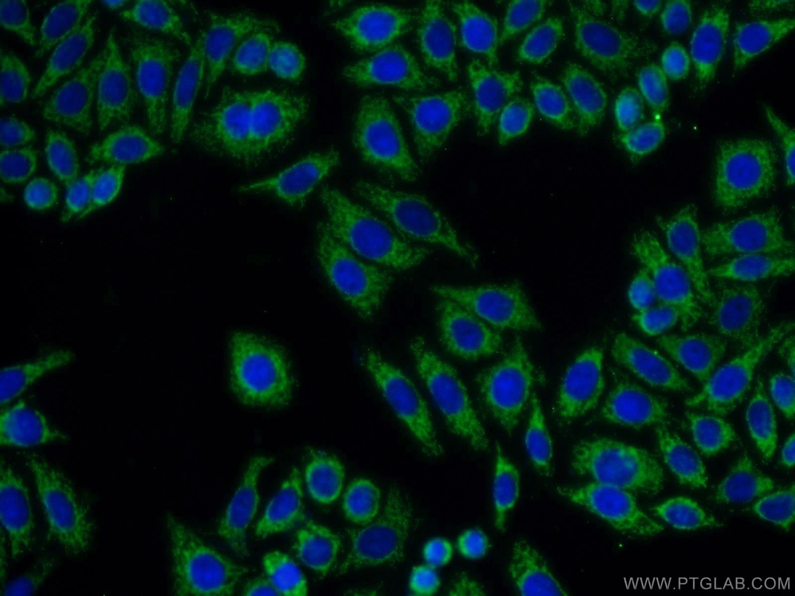 IF Staining of HepG2 using 10081-1-AP