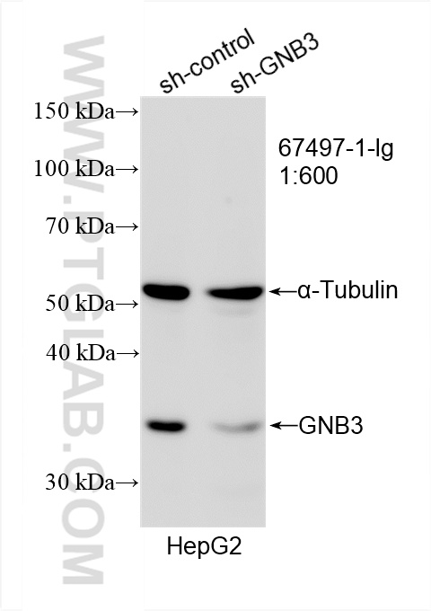 WB analysis of HepG2 using 67497-1-Ig