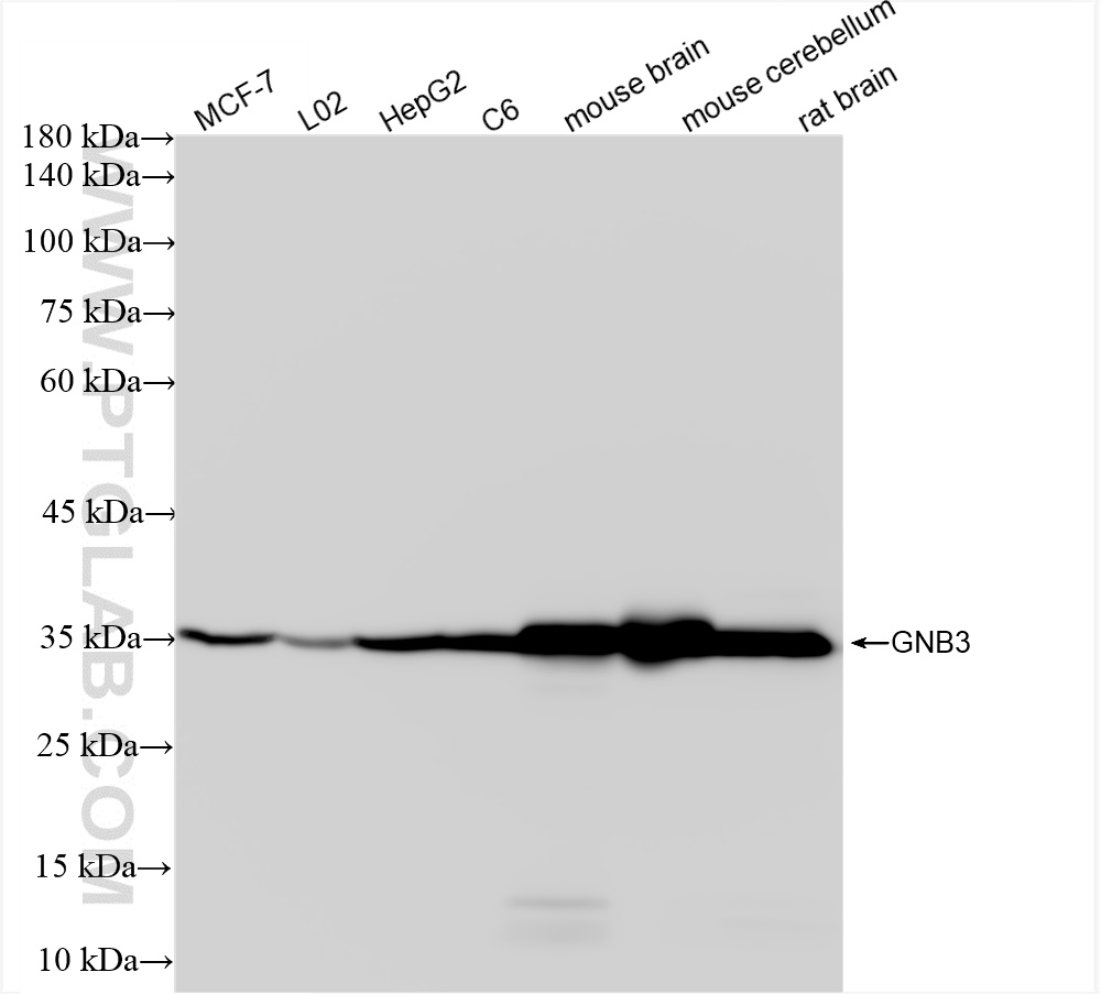 WB analysis using 83452-4-RR (same clone as 83452-4-PBS)