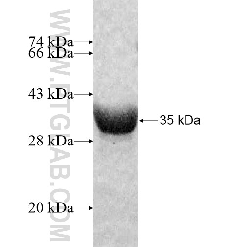 GNG11 fusion protein Ag11698 SDS-PAGE