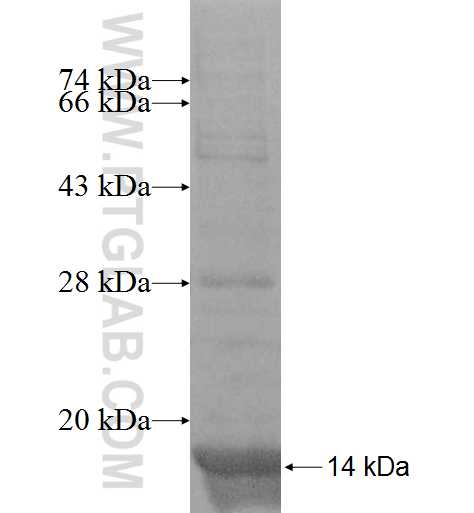 GNG12 fusion protein Ag8620 SDS-PAGE