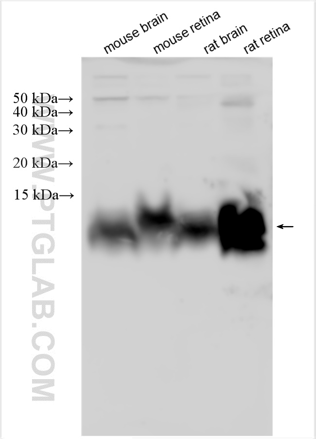 WB analysis using 18223-1-AP