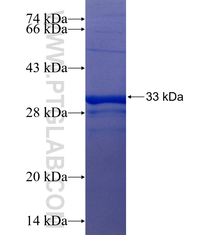 GNG3 fusion protein Ag25341 SDS-PAGE