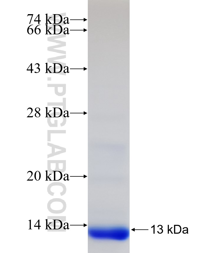 GNG4 fusion protein Ag33144 SDS-PAGE