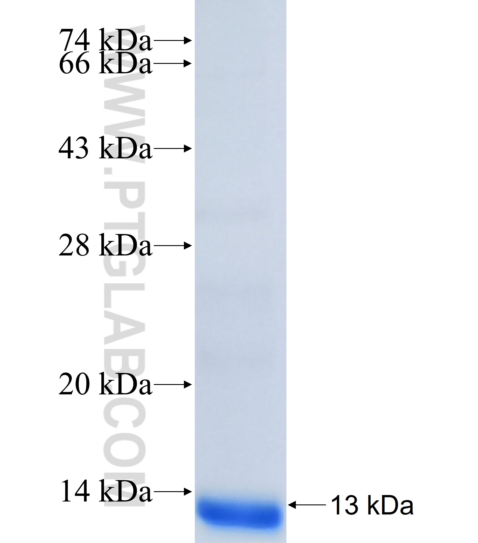 GNG8 fusion protein Ag41021 SDS-PAGE GNG8 fusion protein Ag41021 SDS-PAGE