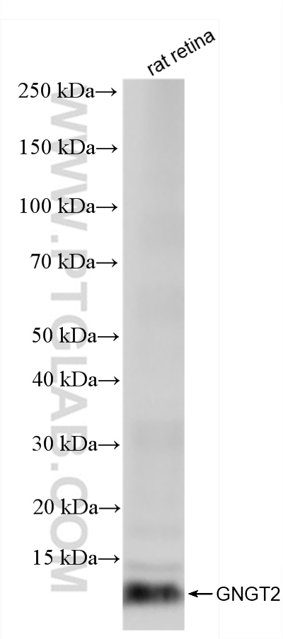 WB analysis of rat retina using 86284-1-RR
