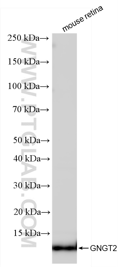WB analysis of mouse retina using 86284-1-RR
