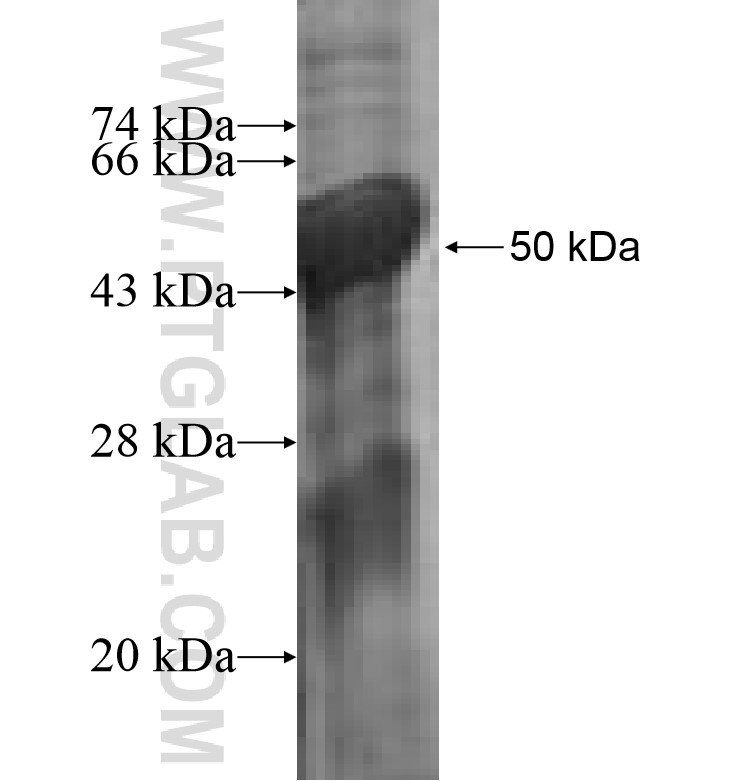 GNL2 fusion protein Ag0243 SDS-PAGE