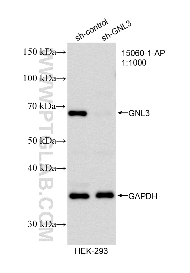 WB analysis of HEK-293 using 15060-1-AP