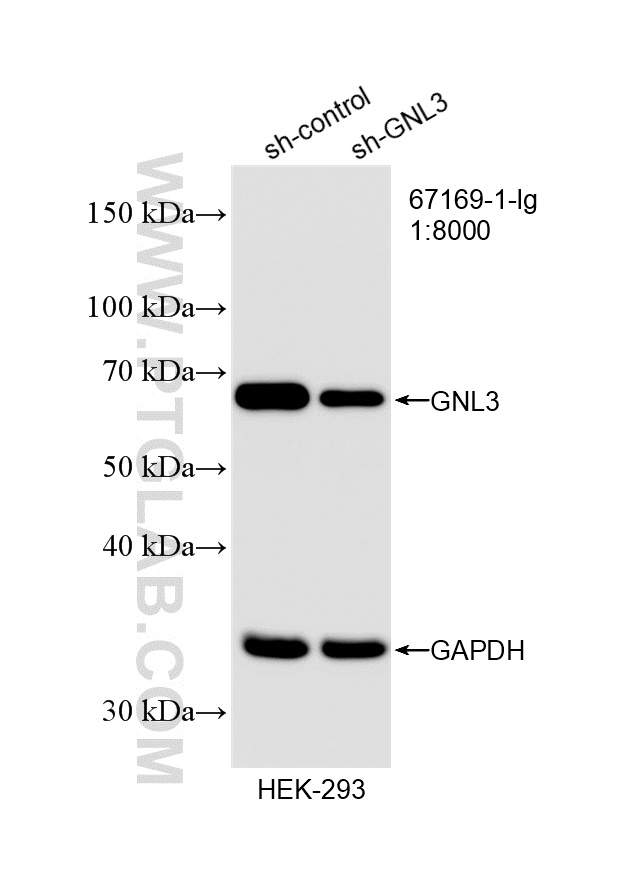 WB analysis of HEK-293 using 67169-1-Ig