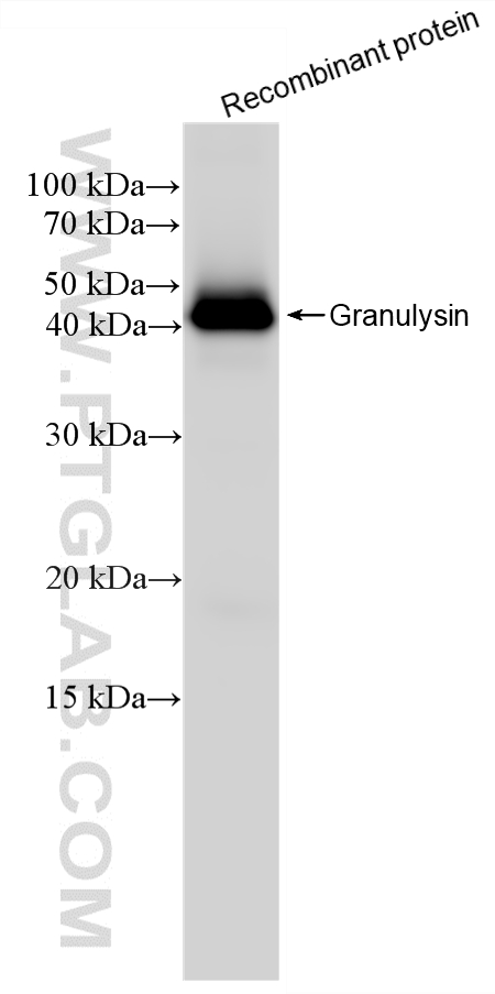WB analysis of Recombinant protein using 87707-3-RR (same clone as 87707-3-PBS) WB analysis of Recombinant protein using 87707-3-RR (same clone as 87707-3-PBS)