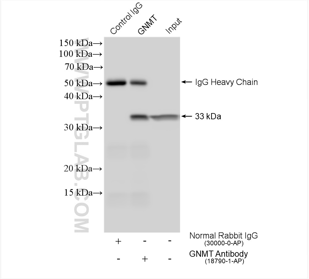 IP experiment of mouse liver using 18790-1-AP (same clone as 18790-1-PBS)