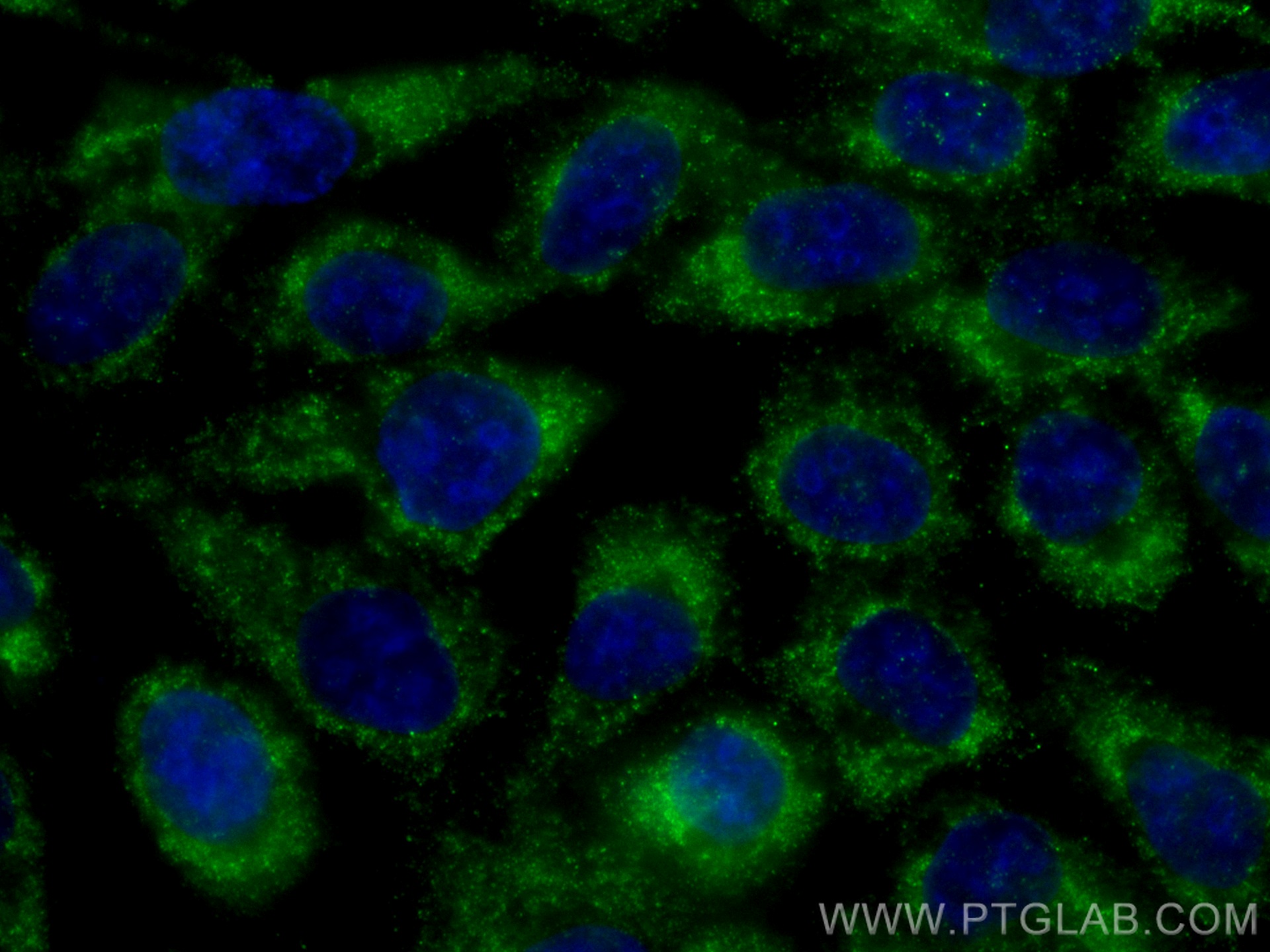 IF Staining of A431 using CL488-67294