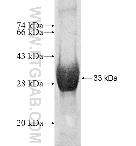 GNPDA2 fusion protein Ag10754 SDS-PAGE