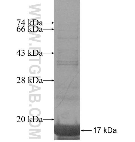 GNRH2 fusion protein Ag15498 SDS-PAGE GNRH2 fusion protein Ag15498 SDS-PAGE