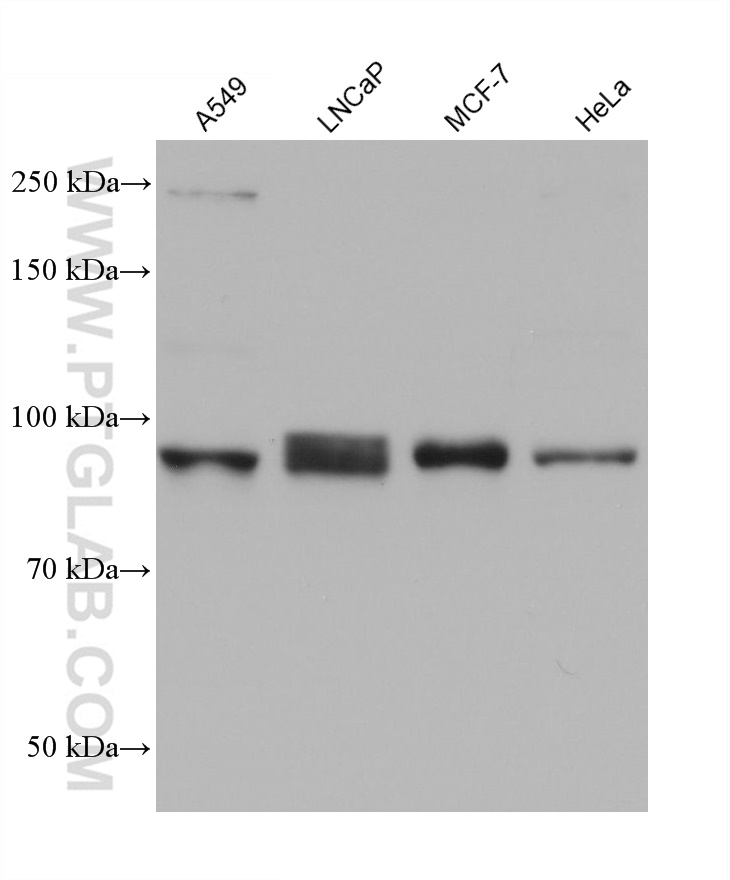 WB analysis using 68648-1-Ig (same clone as 68648-1-PBS)