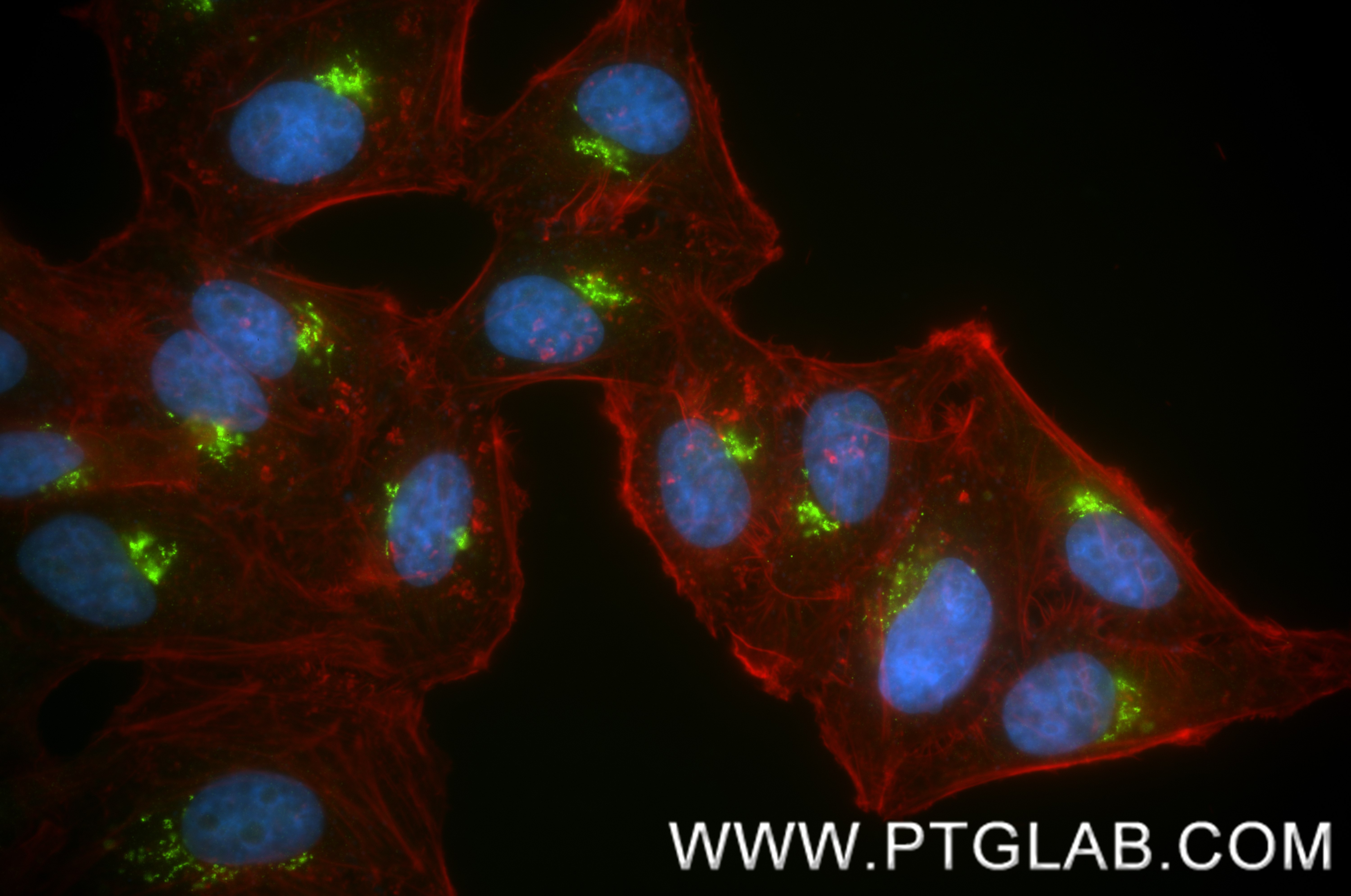 IF Staining of HepG2 using 83009-4-PBS