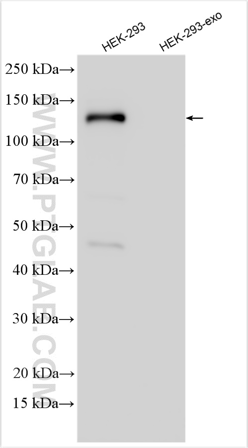 WB analysis of HEK-293 using 11308-1-AP