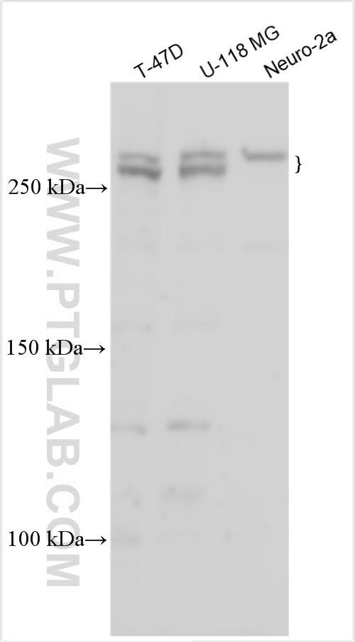 WB analysis using 55207-1-AP
