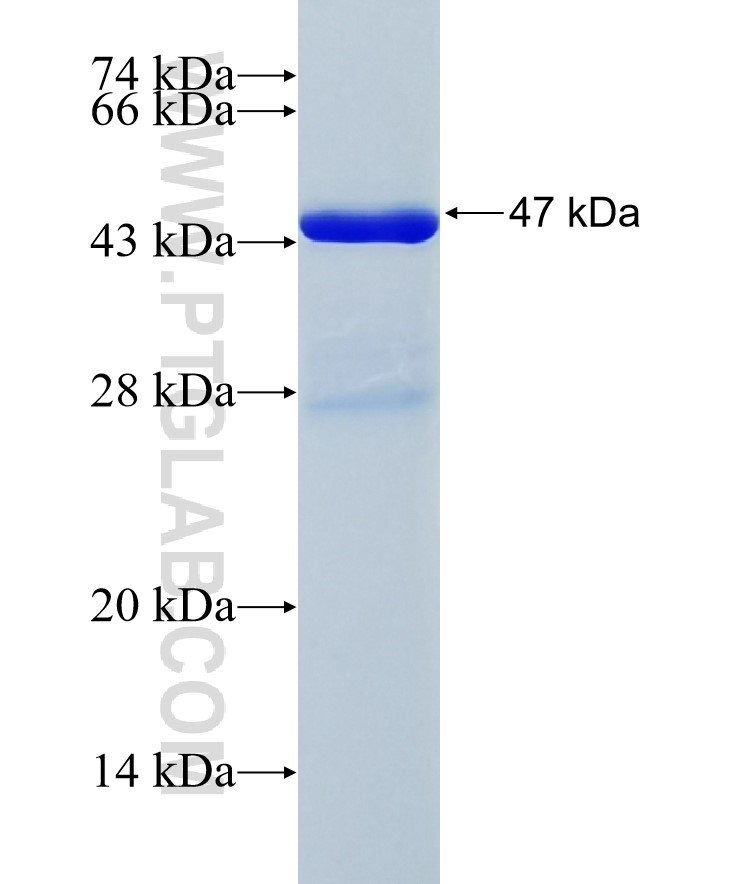 GOLGA5 fusion protein Ag35031 SDS-PAGE