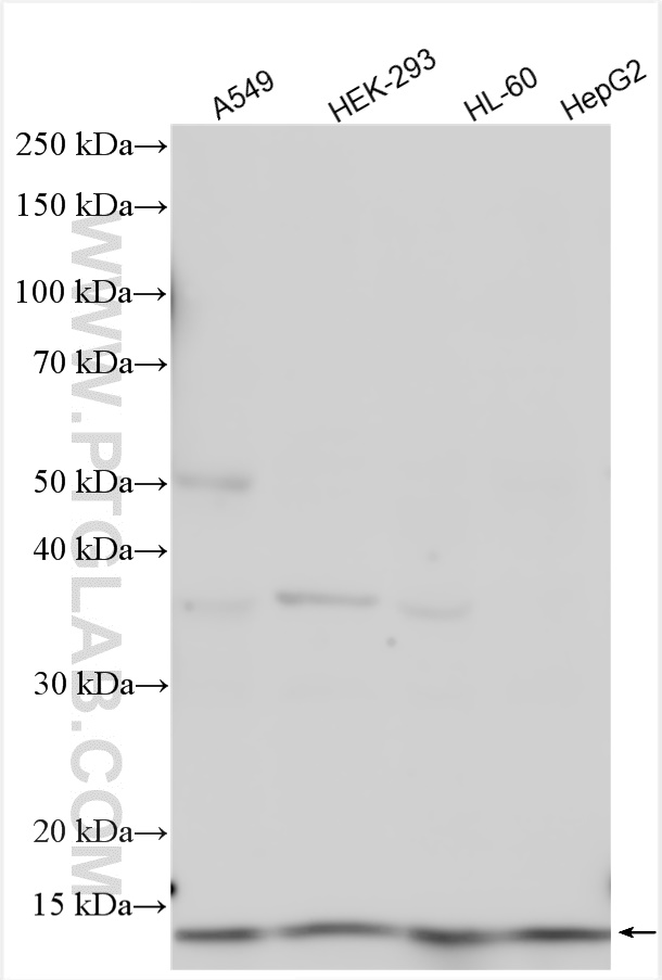 WB analysis using 14723-1-AP