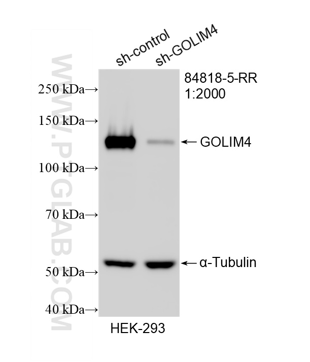 WB analysis of HEK-293 using 84818-5-RR