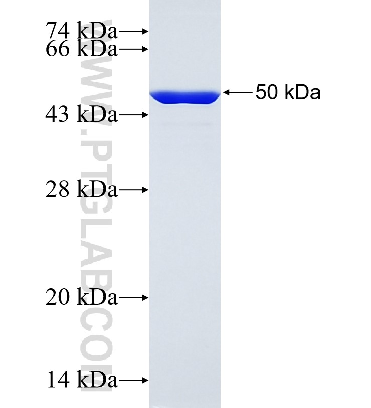 GOLIM4 fusion protein Ag34962 SDS-PAGE