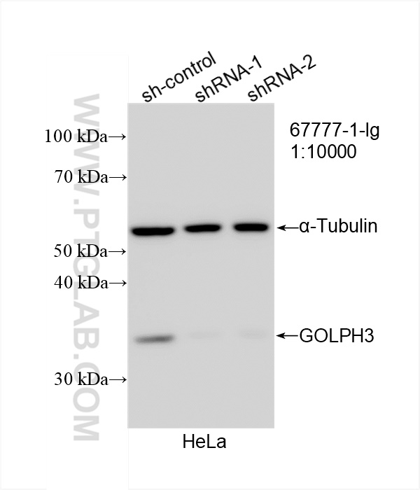 WB analysis of HeLa using 67777-1-Ig