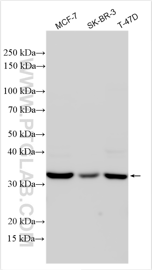 WB analysis using 23153-1-AP