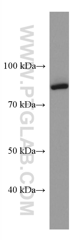 Syntabulin