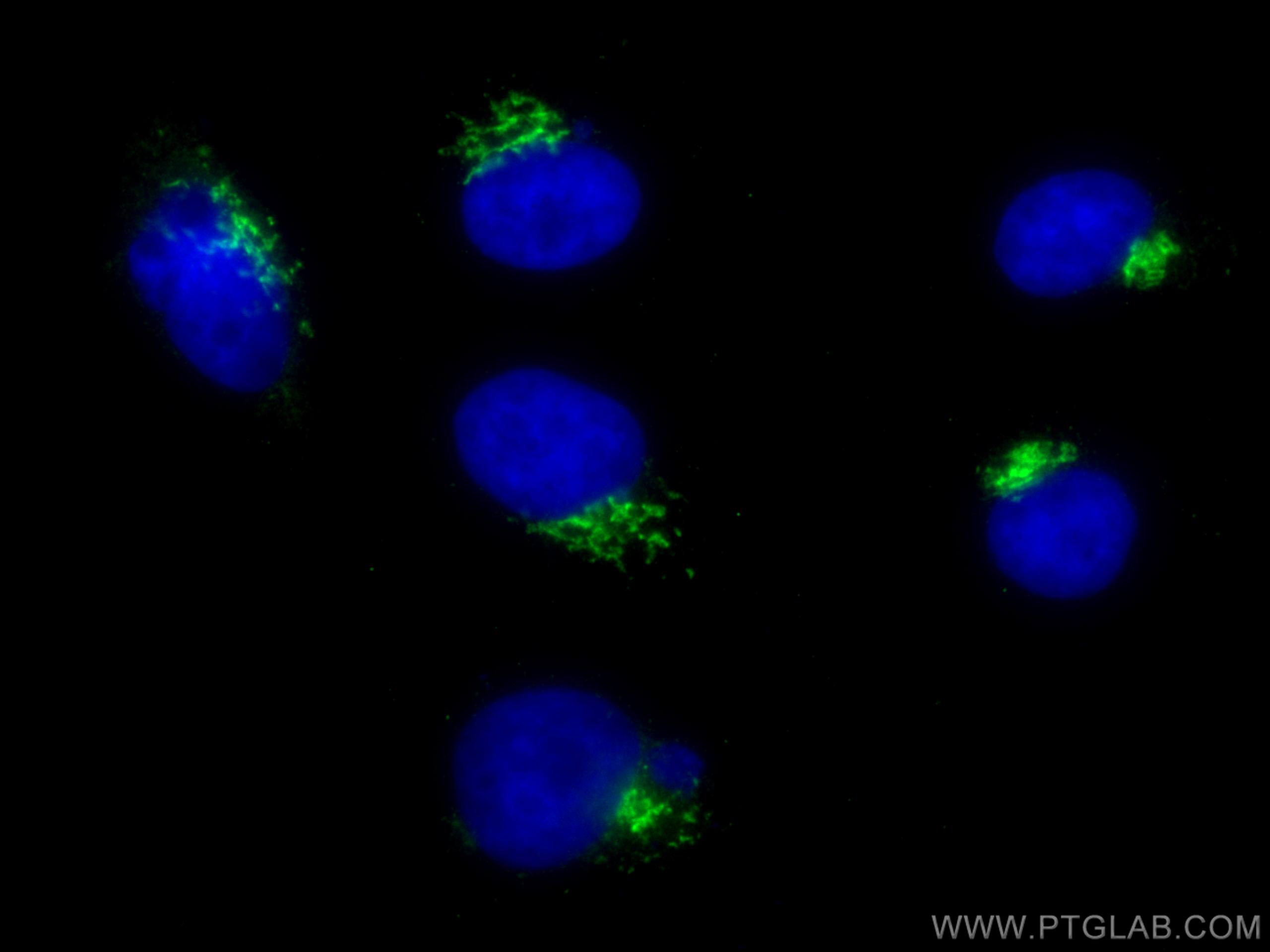 IF Staining of HepG2 using 66627-1-Ig