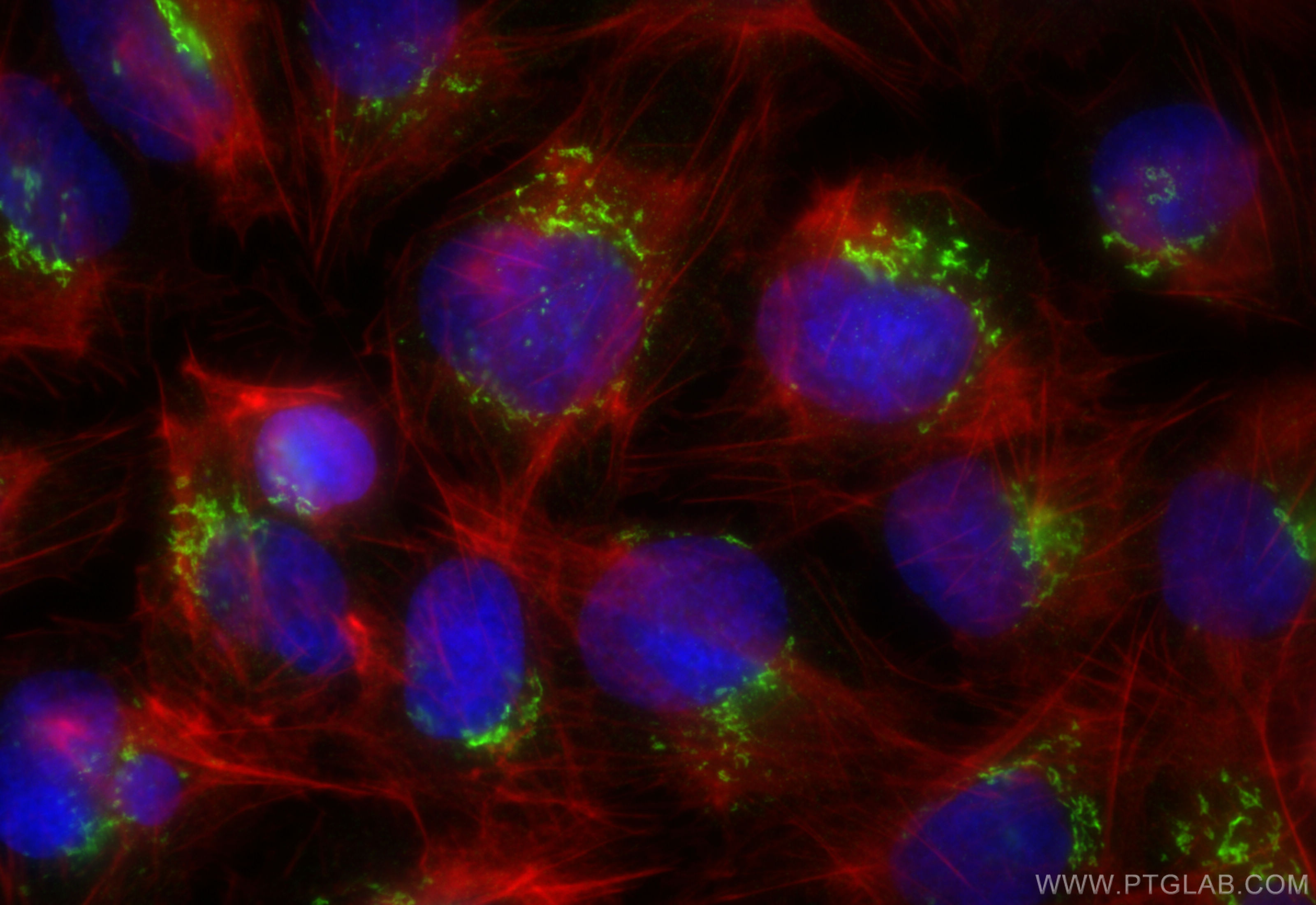 IF Staining of U2OS using 85077-5-RR