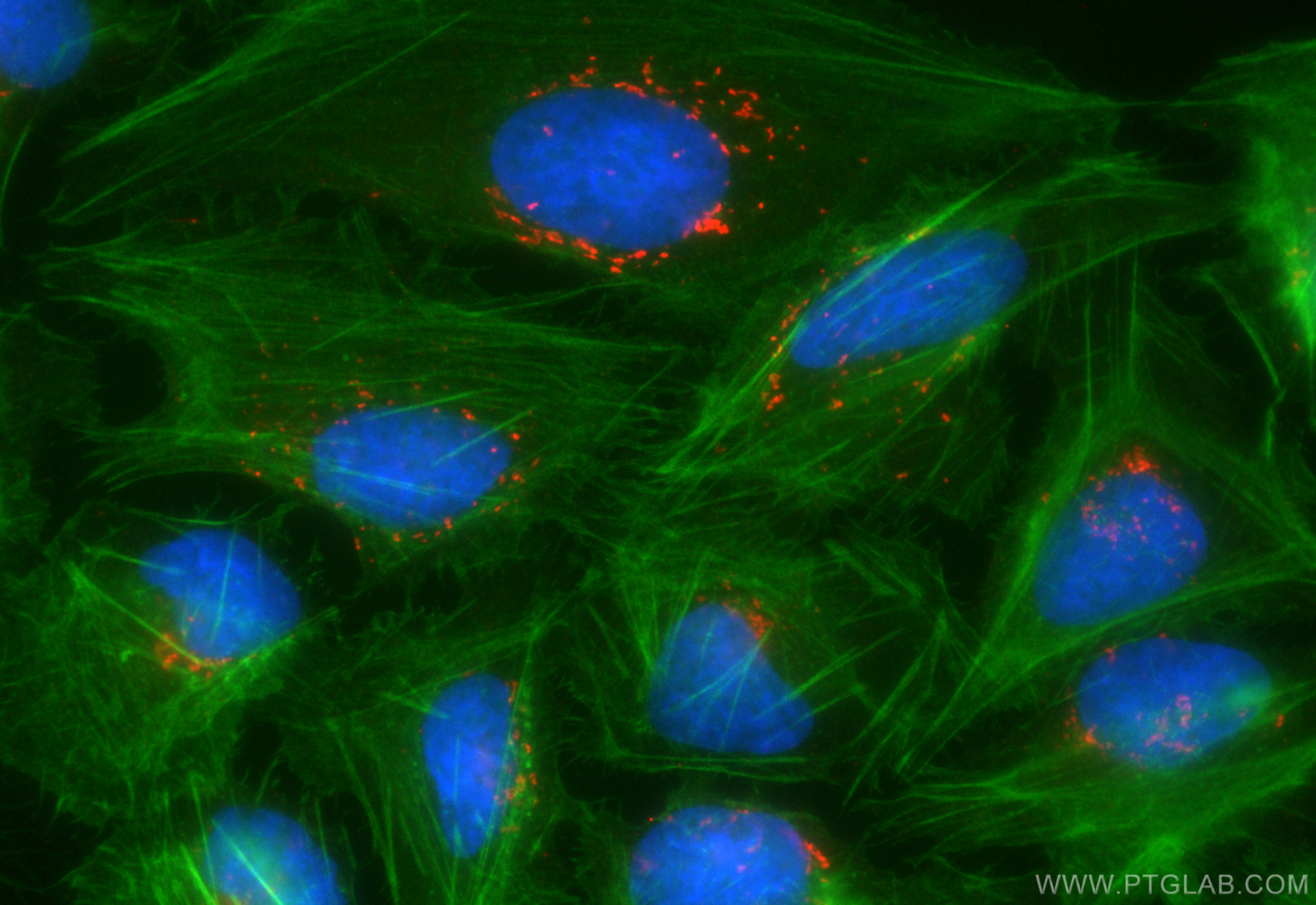 IF Staining of U2OS using CL594-85077-5
