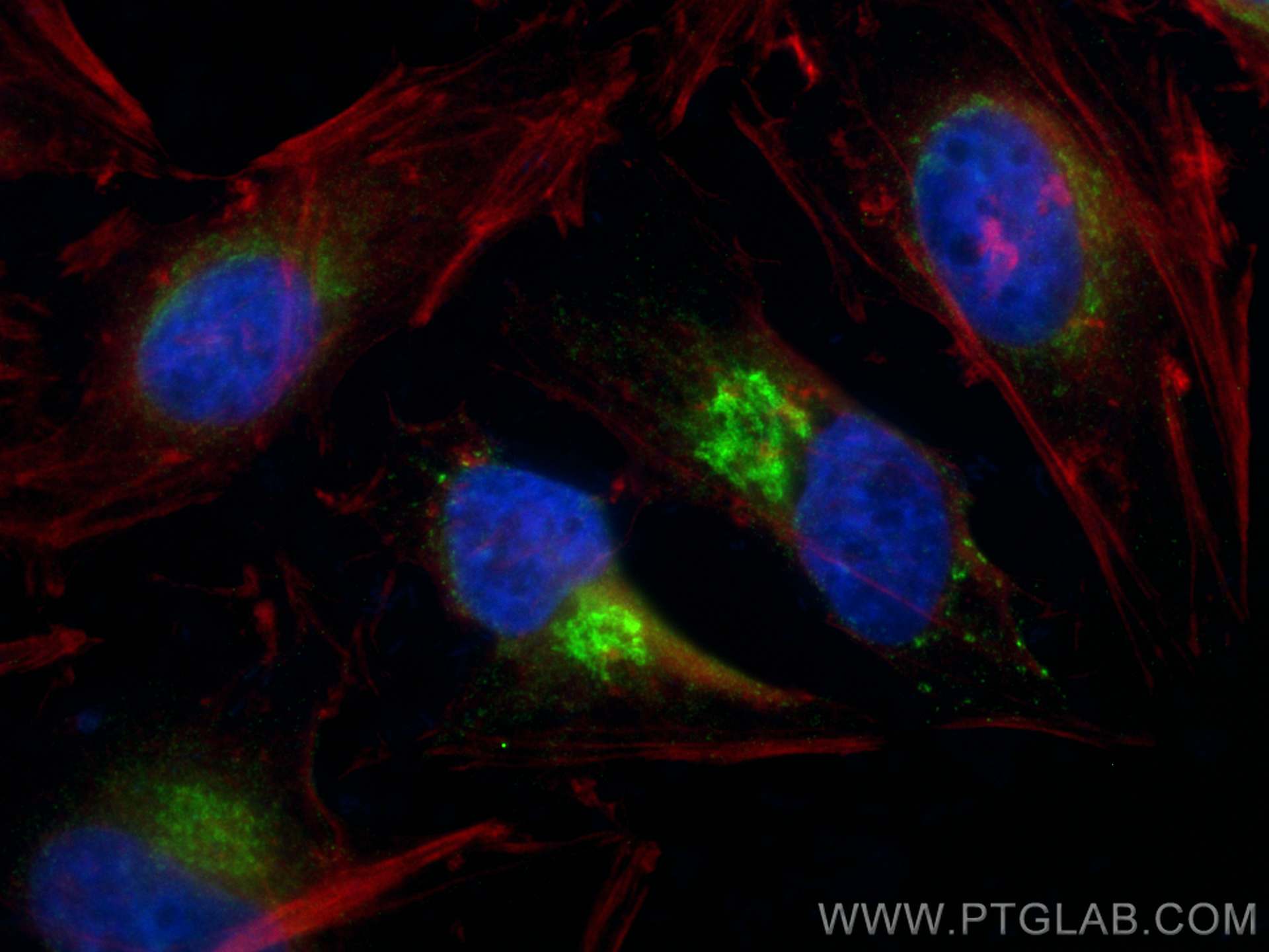 IF Staining of HeLa using CL488-12095