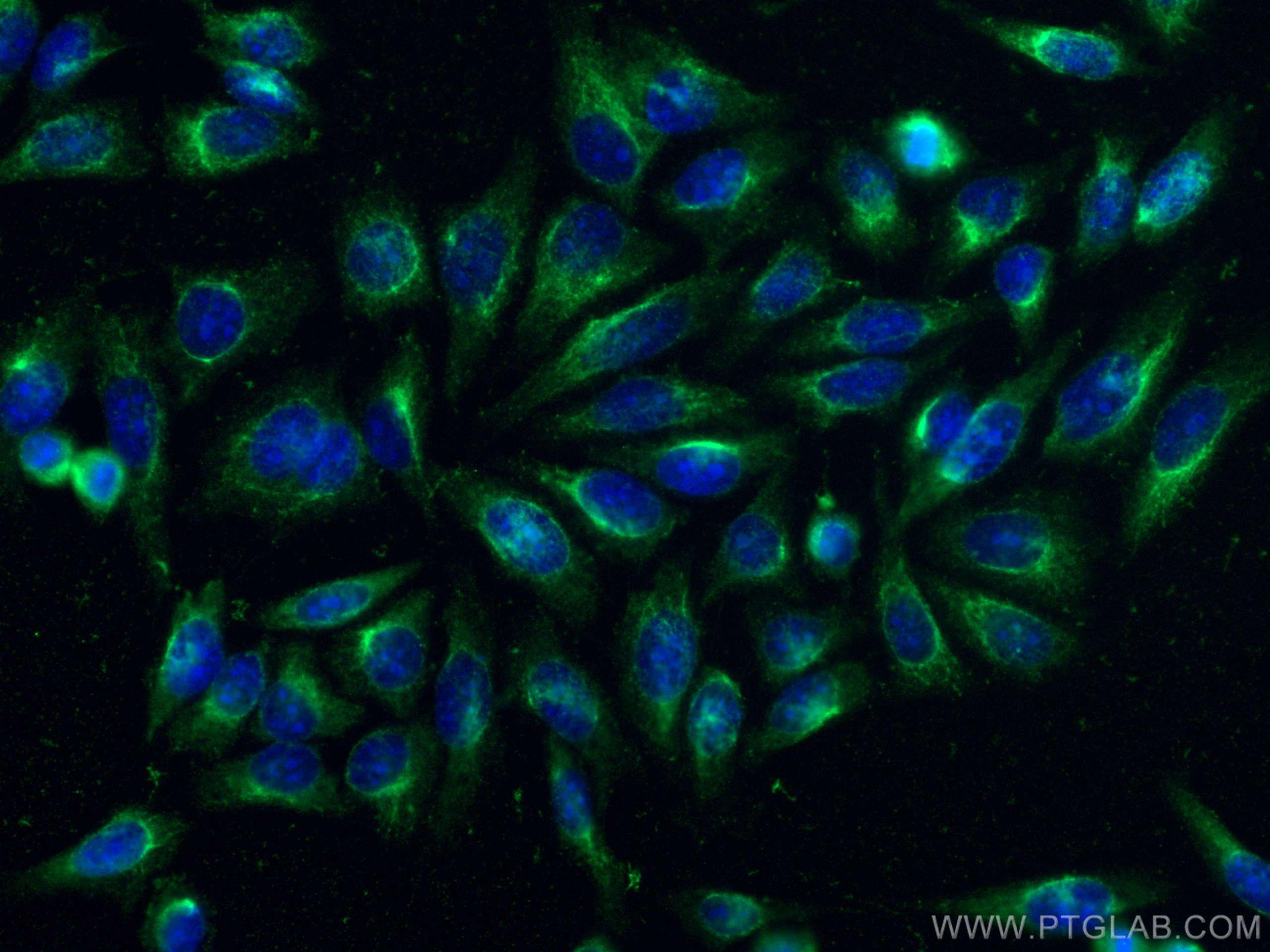 IF Staining of HepG2 using CL488-60317